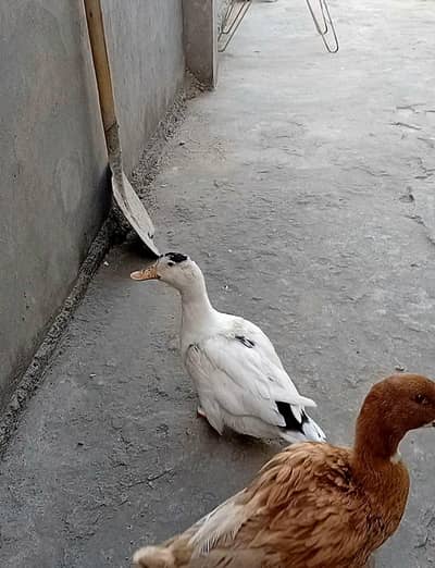 Ducks