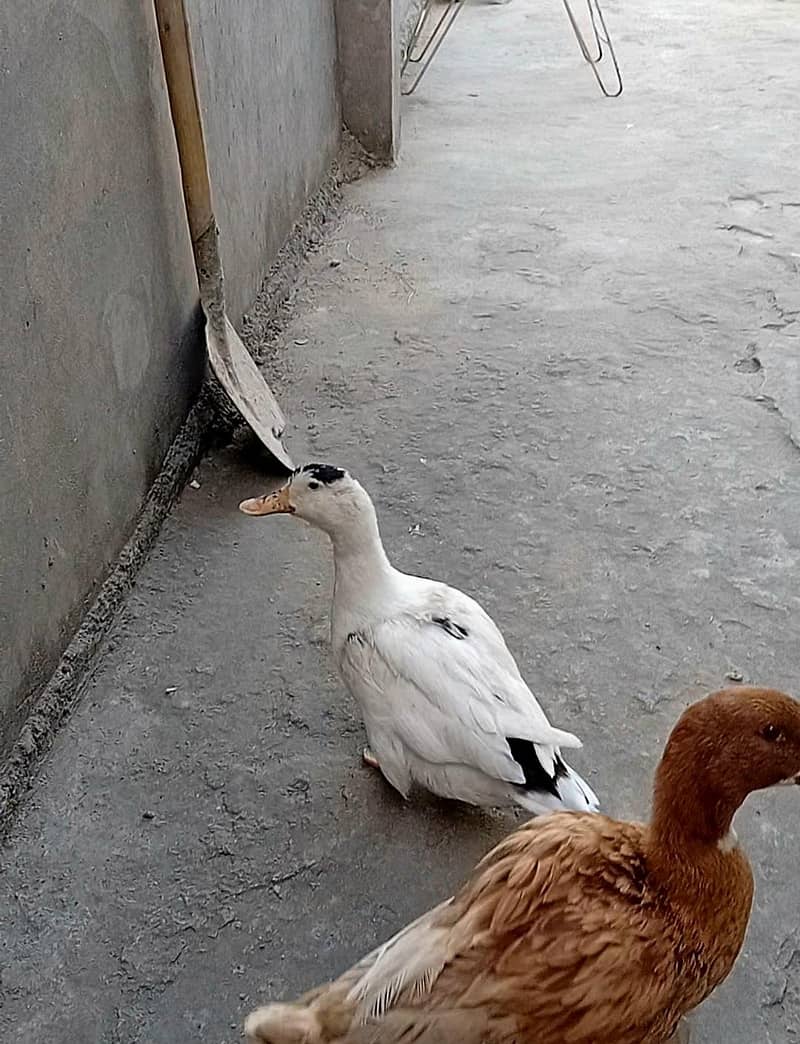 Ducks 0