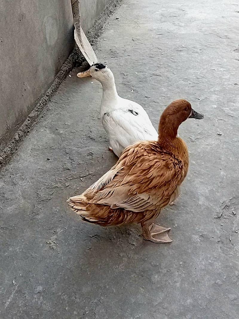 Ducks 1