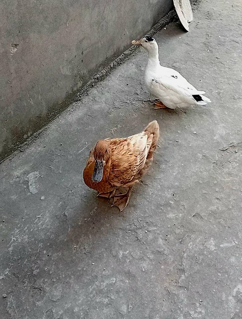 Ducks 2