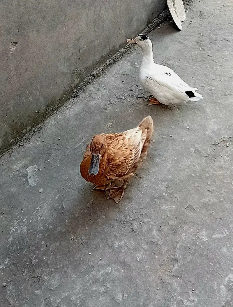Ducks — photo 3