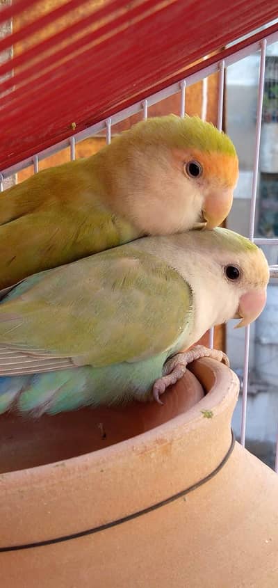 love bird