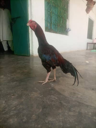 ega ka hama pata NAHI ha