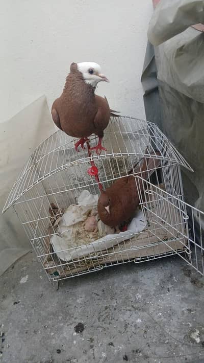 Multani jogi pigeons pairs