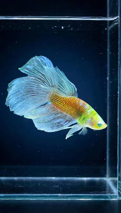 A+ Grade Betta Fighter