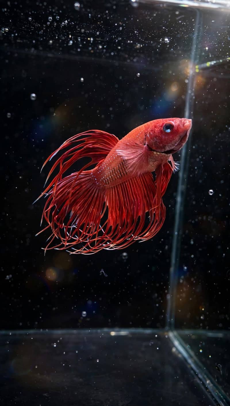A+ Grade Betta Fighter 1