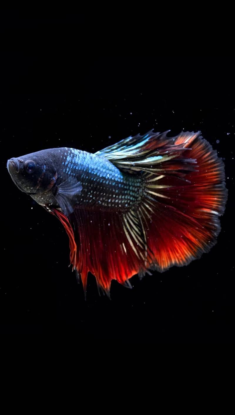 A+ Grade Betta Fighter 3