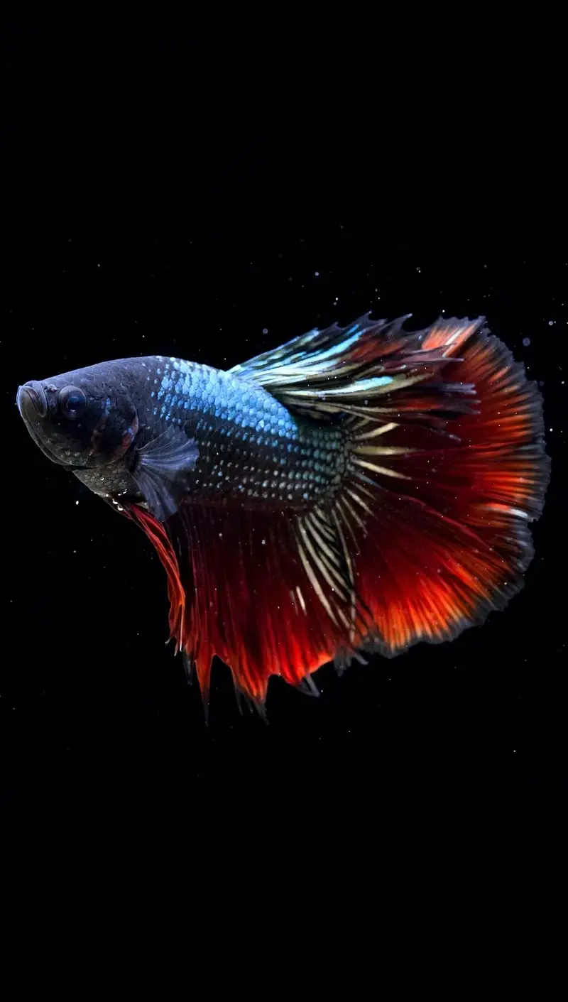 A+ Grade Betta Fighter — photo 4