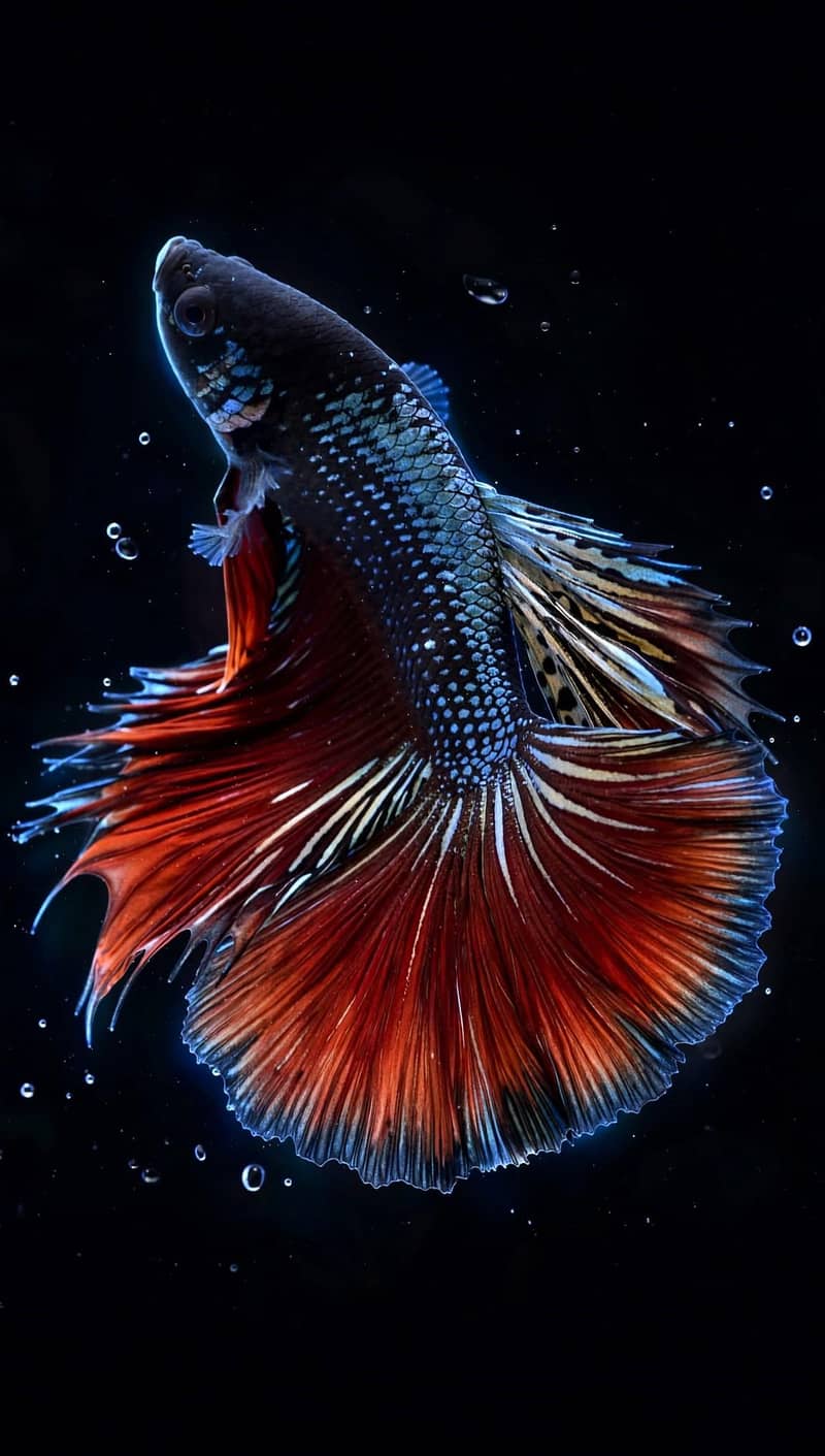 A+ Grade Betta Fighter 4