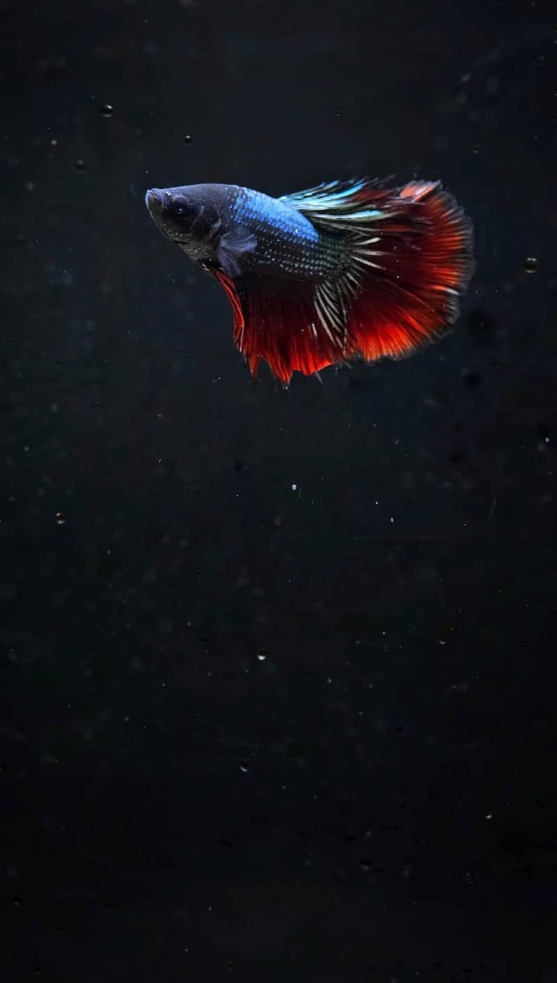 A+ Grade Betta Fighter 5