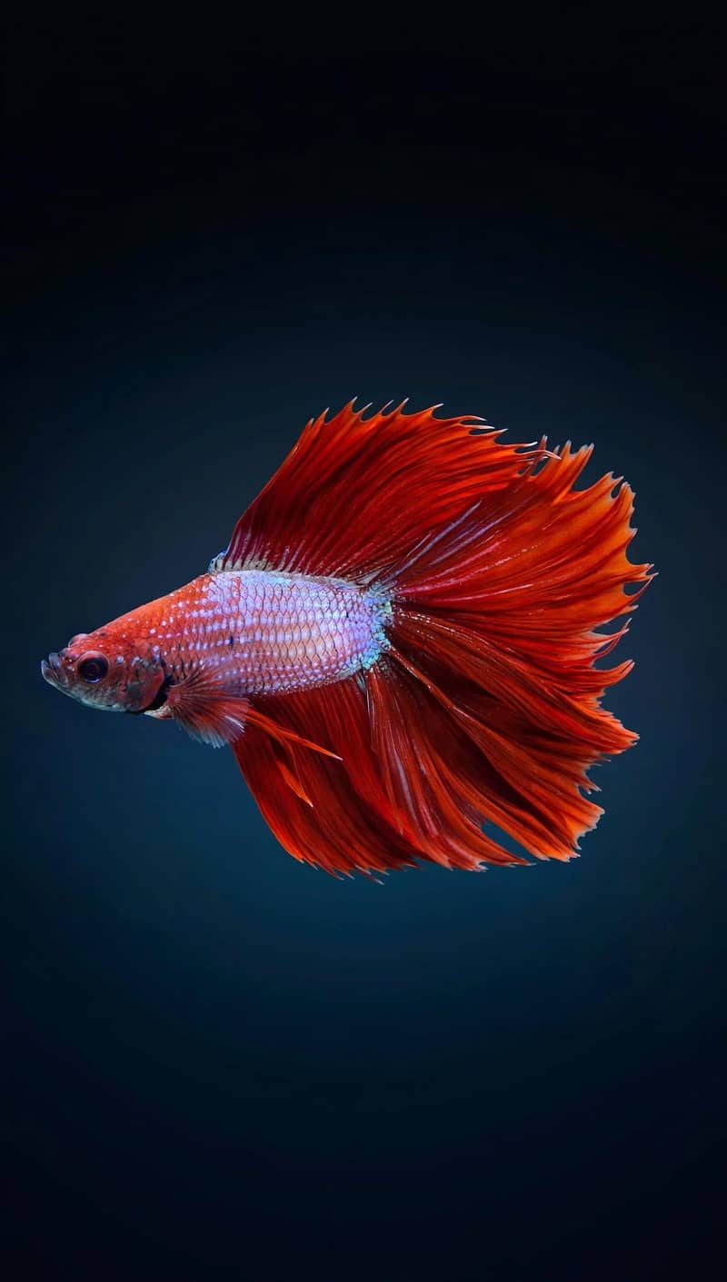A+ Grade Betta Fighter 6
