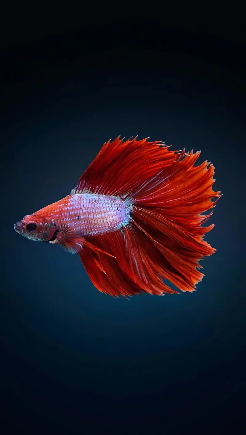 A+ Grade Betta Fighter — photo 7