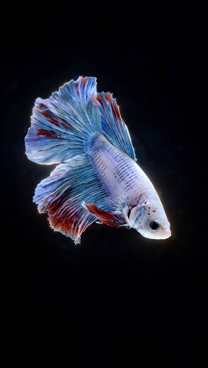 A+ Grade Betta Fighter 7