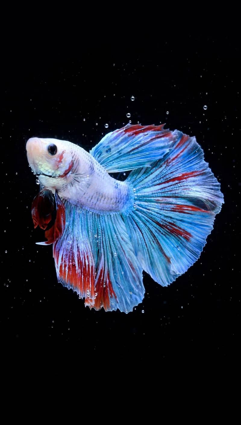 A+ Grade Betta Fighter 8