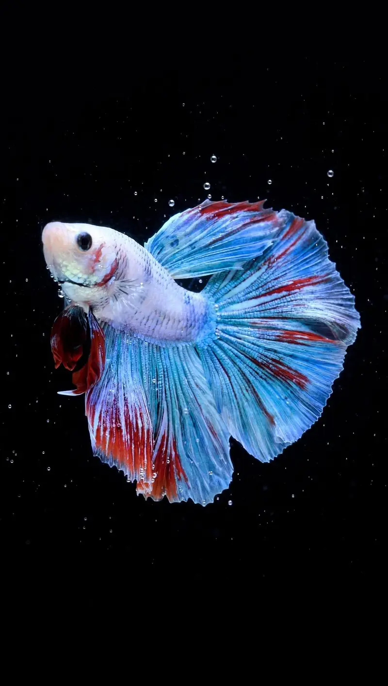 A+ Grade Betta Fighter — photo 9