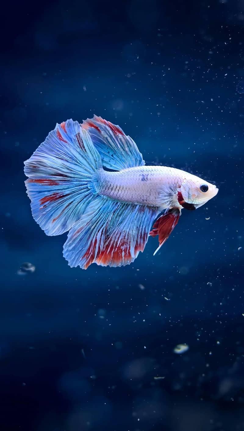 A+ Grade Betta Fighter 9