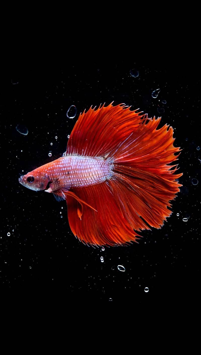A+ Grade Betta Fighter 10