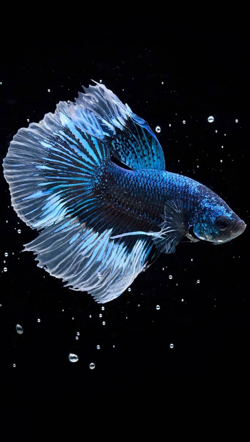 A+ Grade Betta Fighter 11