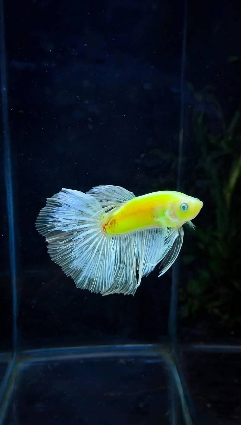 A+ Grade Betta Fighter 12