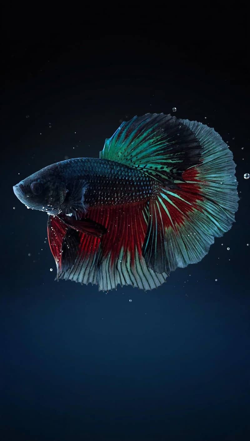 A+ Grade Betta Fighter 13