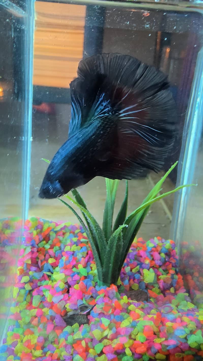 A+ Grade Betta Fighter 14