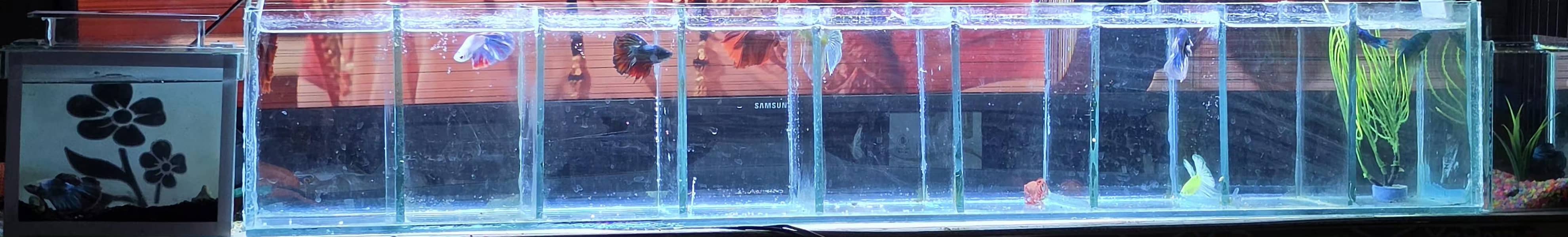 A+ Grade Betta Fighter 15