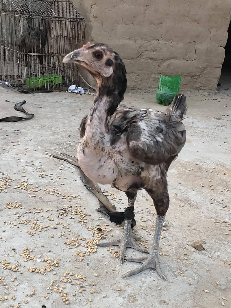 اصل تھائی 0