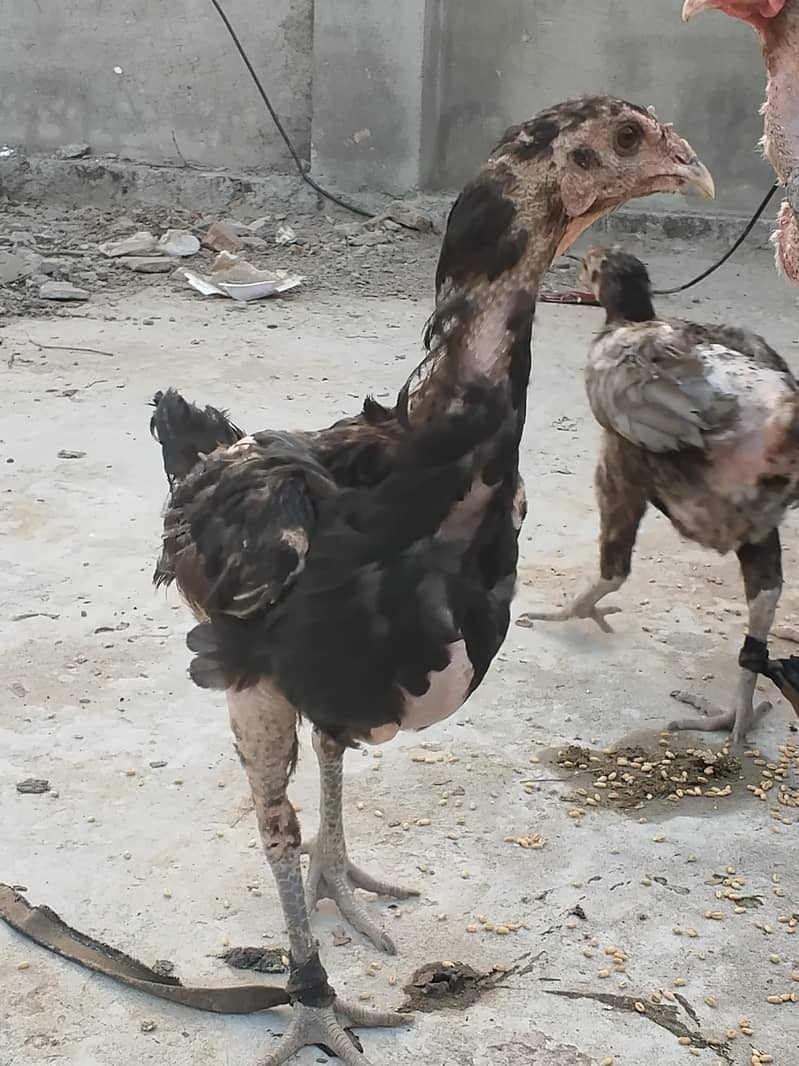 اصل تھائی 1