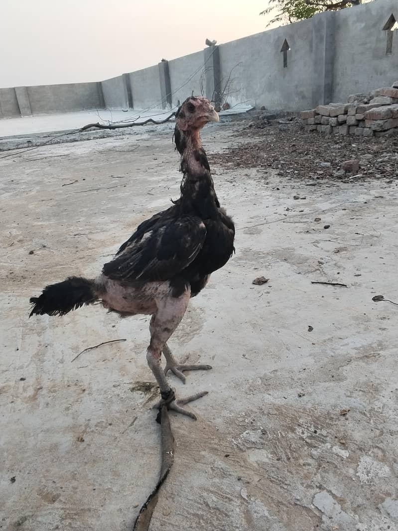 اصل تھائی 2