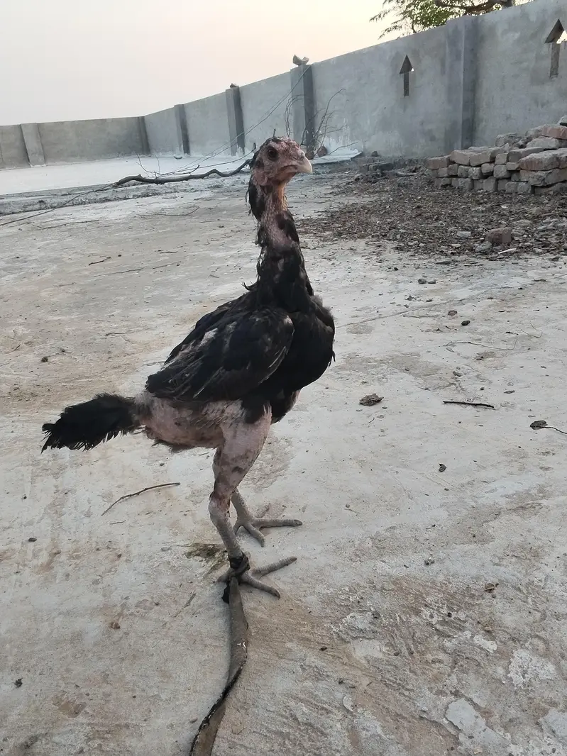اصل تھائی — photo 3