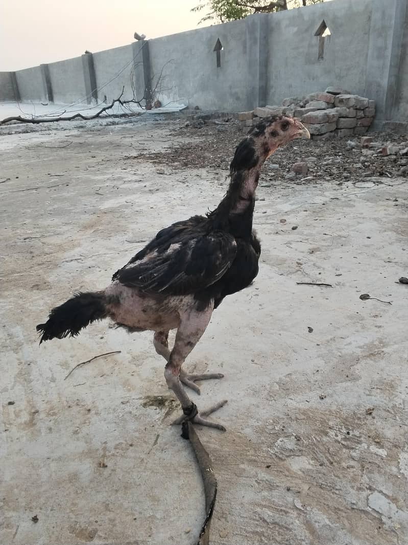 اصل تھائی 3