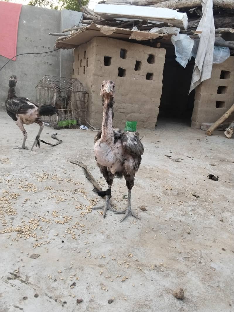 اصل تھائی 4