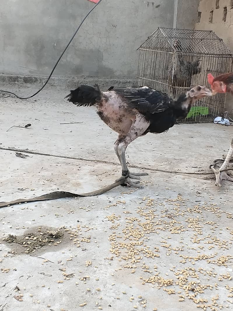 اصل تھائی 5