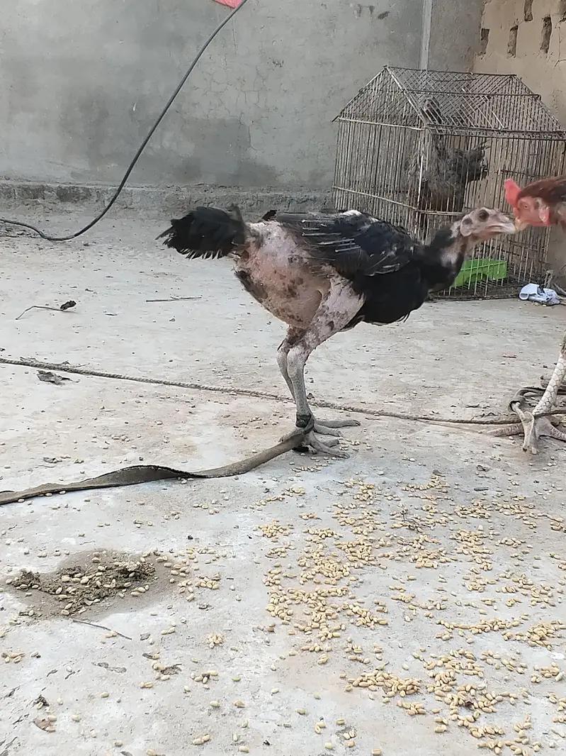 اصل تھائی — photo 6