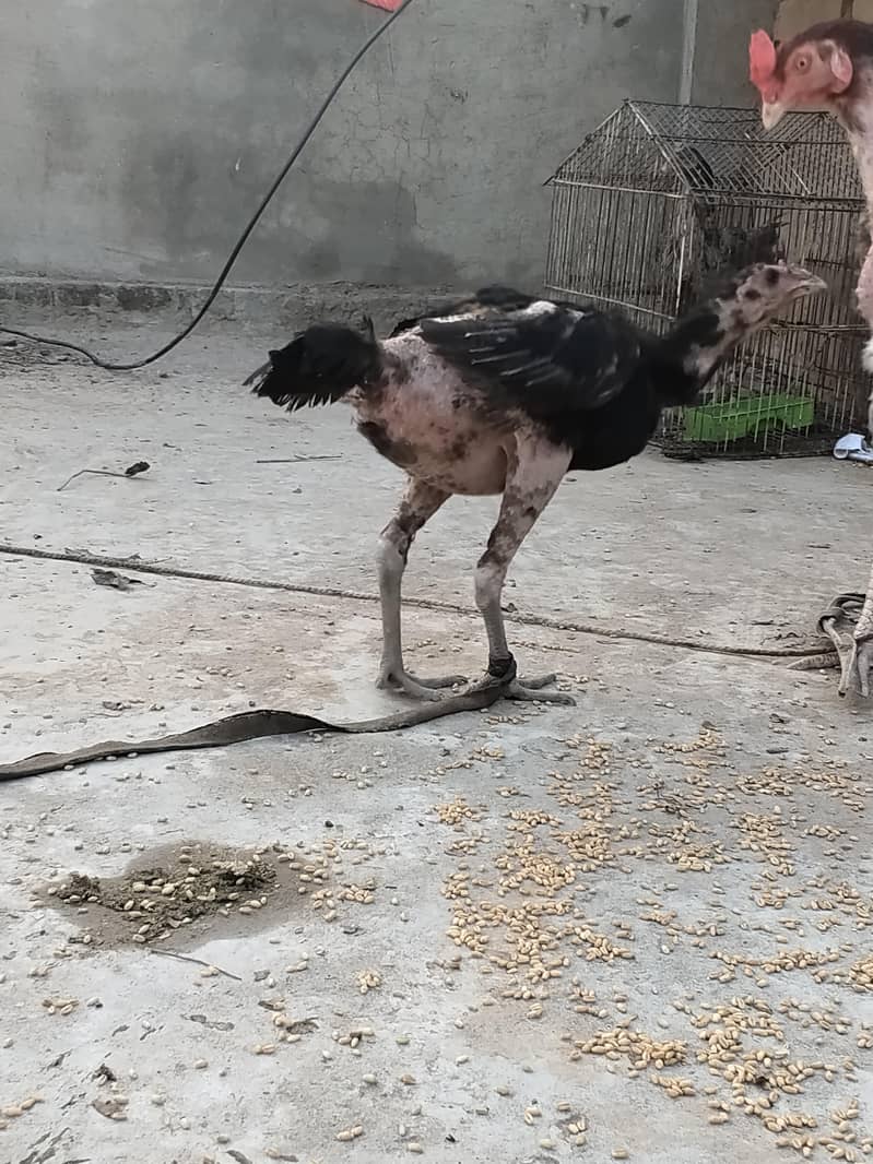 اصل تھائی 6