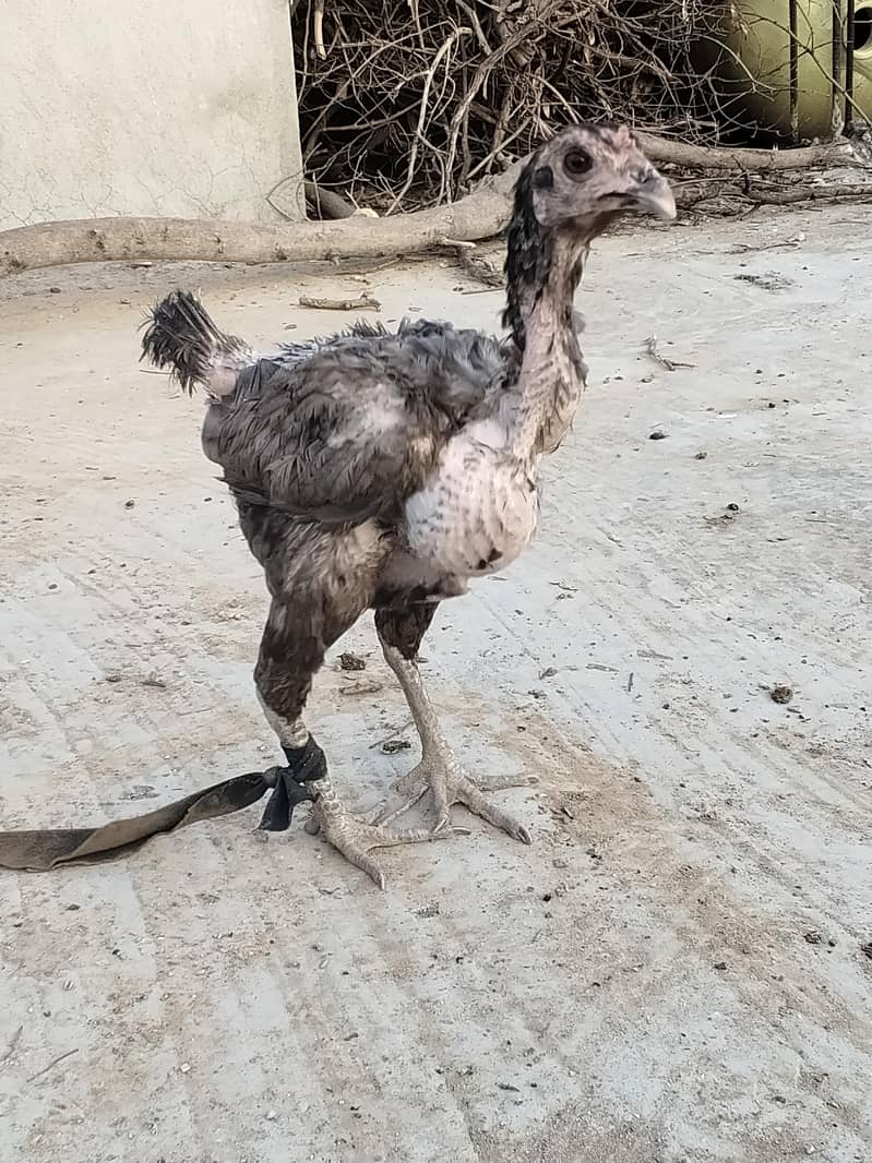 اصل تھائی 8