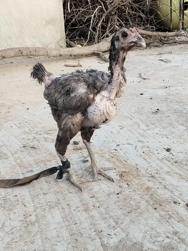 اصل تھائی — photo 9