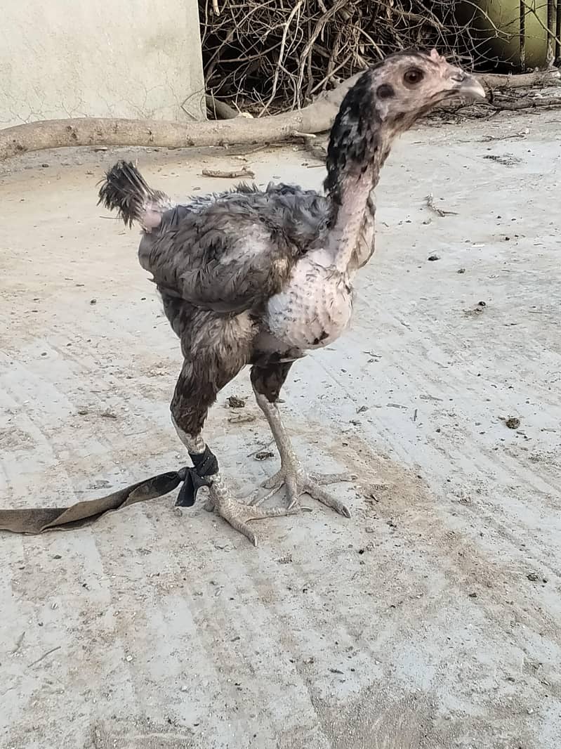 اصل تھائی 9