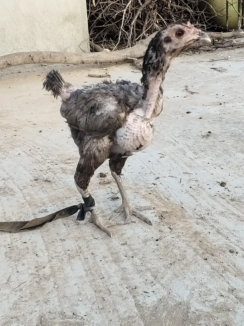اصل تھائی — photo 10
