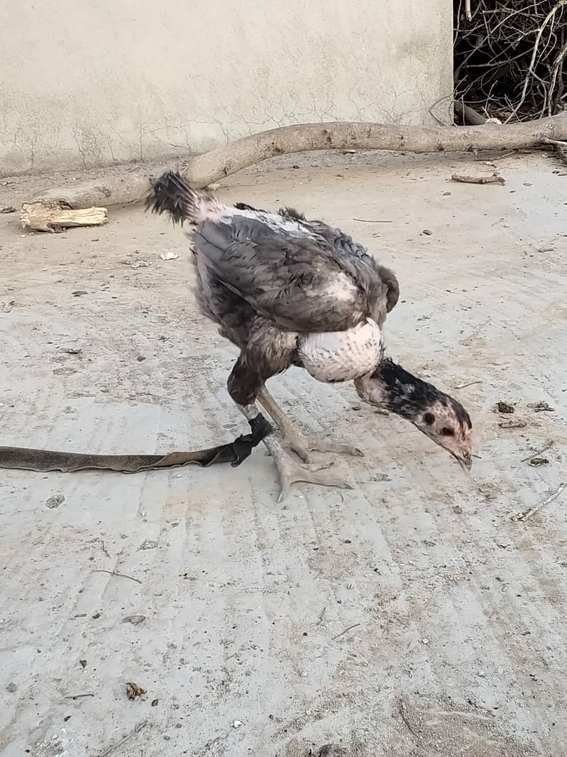 اصل تھائی 10