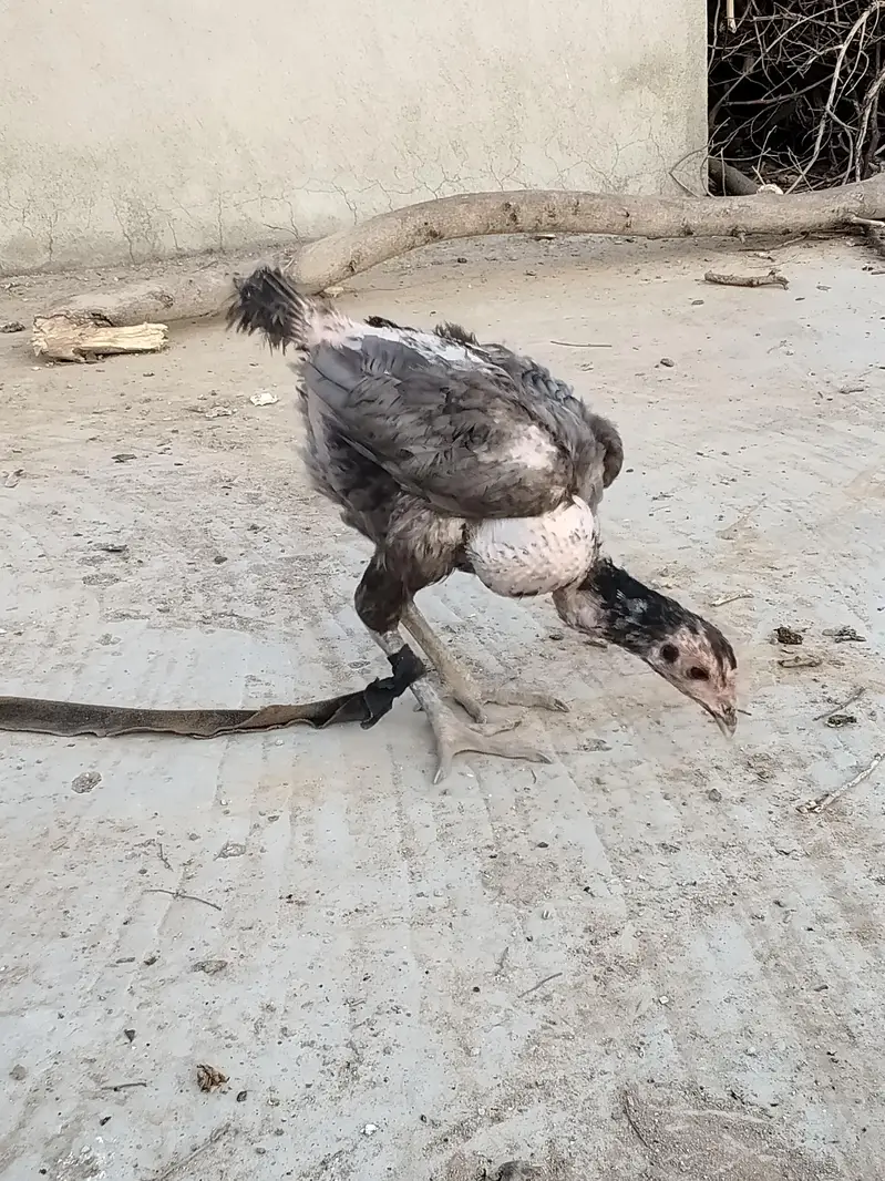 اصل تھائی — photo 11