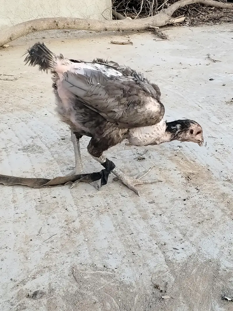 اصل تھائی — photo 12