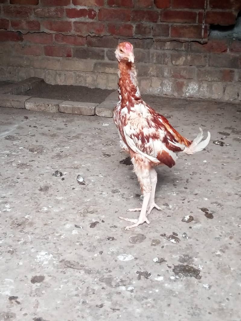 Mianwali plus vality 1