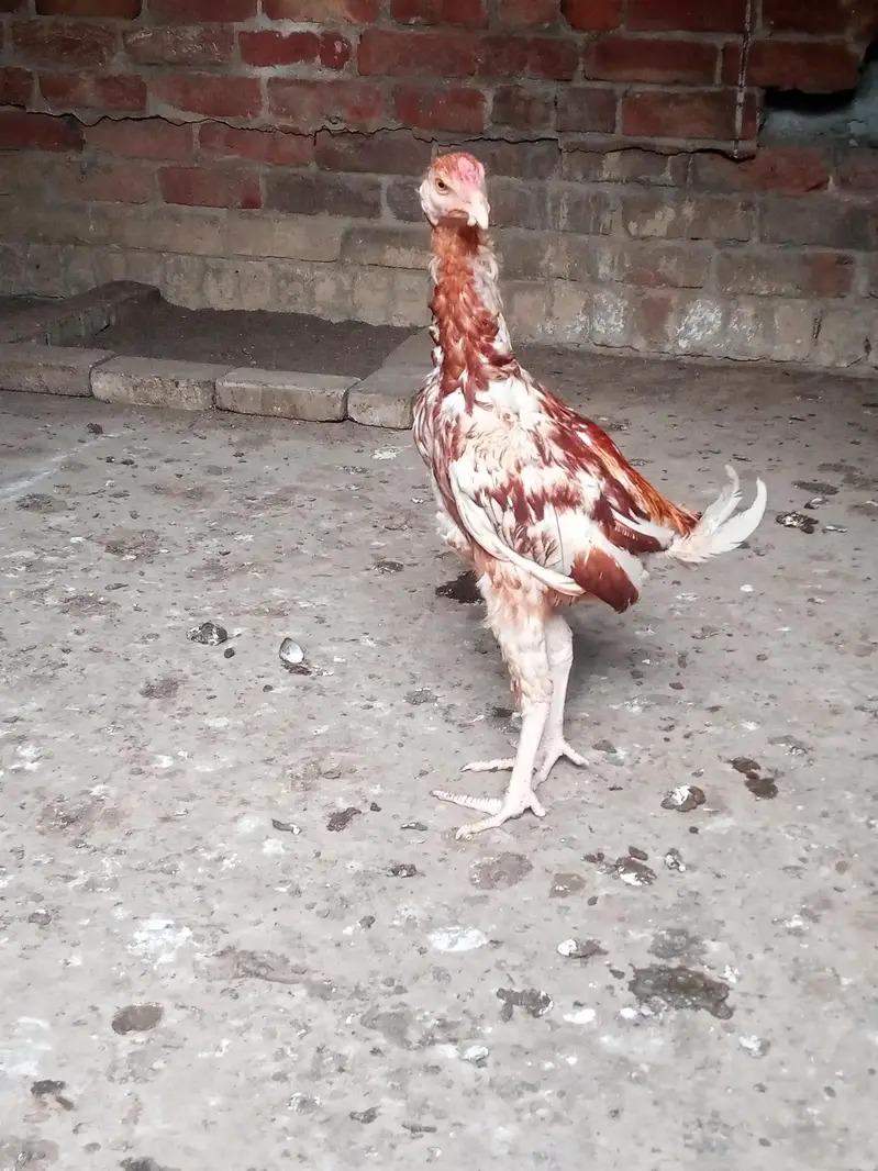 Mianwali plus vality — photo 2