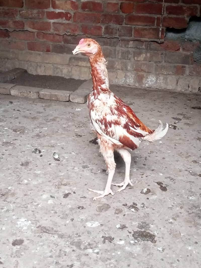 Mianwali plus vality 2