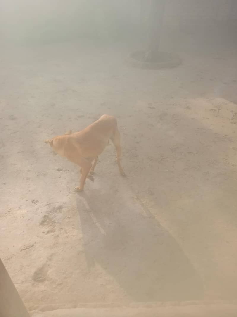 dogsy 0