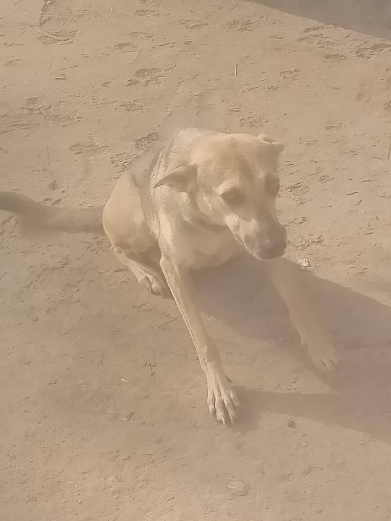 dogsy 1