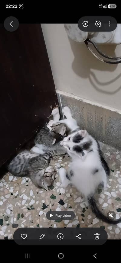 pet mother cat  with babies