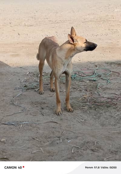 old bhagiyari female pure breed.