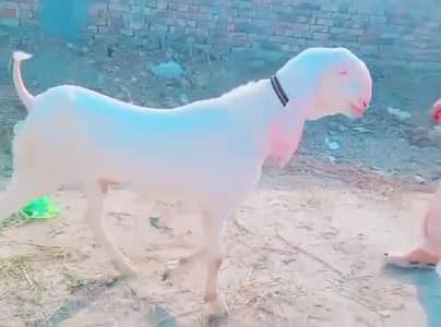 desi Bakra for sale_"_03230718297
